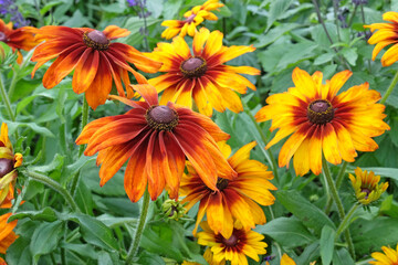 Orange and red Rudbeckia hirta ‘Cappuccino’ black eyed Susan in flower.