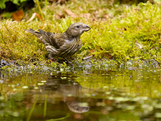 Crossbill, Loxia curvirostra