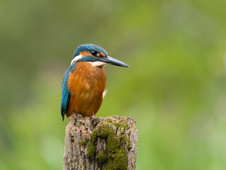 Obraz premium Kingfisher, Alcedo atthis