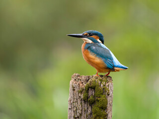 Kingfisher, Alcedo atthis