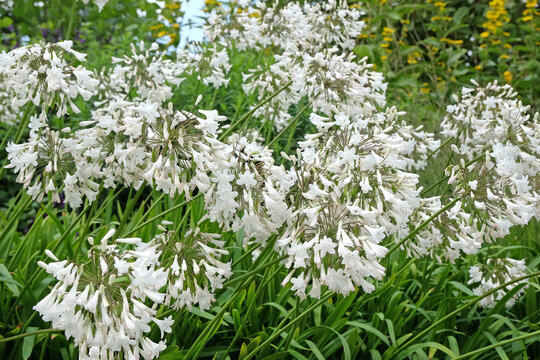 Agapanthus africanus &lsquo;Albus&rsquo;, white African lily in flower.