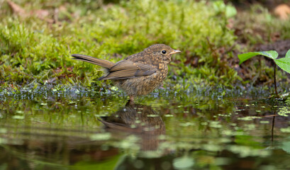 Robin, Erithacus rubecula