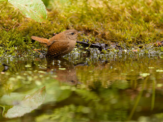 Wren, Troglodytes troglodytes