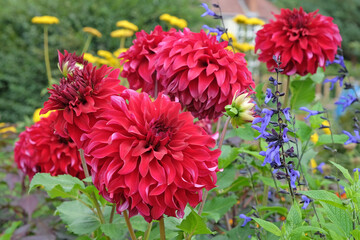 Red decorative dahlia ‘Spartacus’ in flower © Alexandra