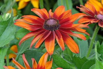 Orange and red Rudbeckia hirta ‘Cappuccino’ black eyed Susan in flower.