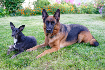 Two dogs on green grass on sunny day