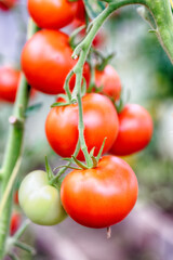 Red ripe tomatoes on a bush