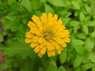 yellow zinnia flower bloom petals green leaves