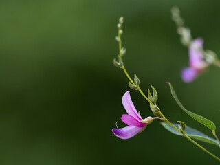 秋の七草の萩の花