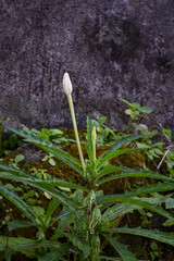 Kitolot flower plant (Laurentia longiflora) traditional medicinal ingredient, Laurentia longiflora flower eye medicine