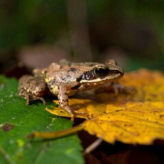 Obraz premium Frog on Autumn Leaf in Forest