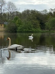 white swan on the lake