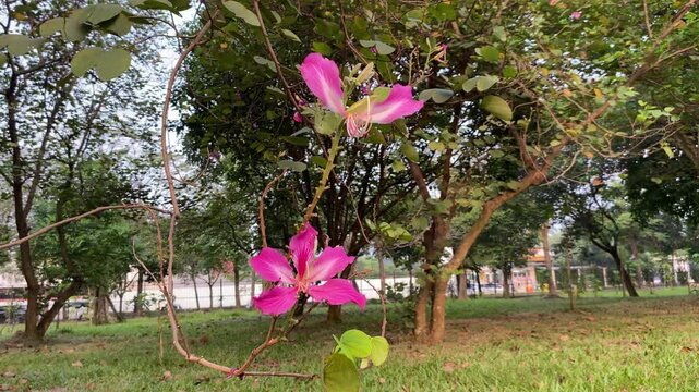 One flower of Bauhinia purpurea, orchid tree, purple bauhinia, camel's foot, or butterfly tree, swaying in the wind, selective focus