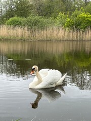 white swan on the lake