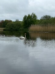 swan on the lake