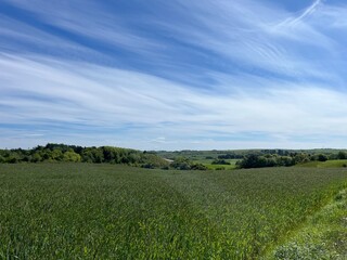 Fototapeta premium green field with blue sky