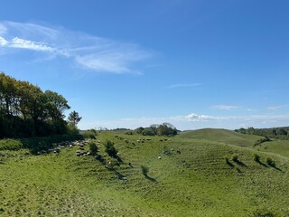 flock of sheep on the meadow