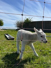 Obraz premium lamb in the field