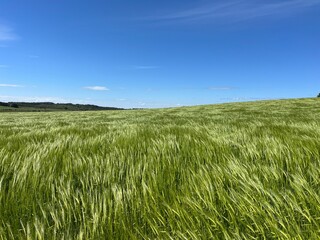 green grass and blue sky