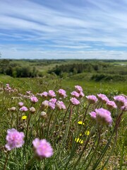 Obraz premium flowers in the field
