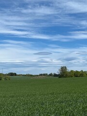 green grass and blue sky