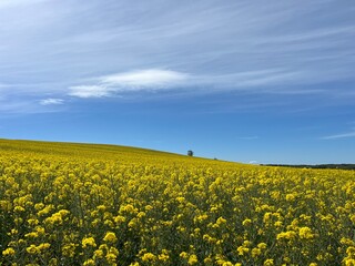 Obraz premium rapeseed field and blue sky