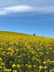 rapeseed field and blue sky