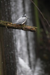 The crested kingfisher (Megaceryle lugubris pallida) is a very large kingfisher that is native to...