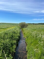 Obraz premium river in the field