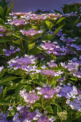 Fototapeta premium Bush of Hydrangea aspera with beautiful flowers in garden on sunny summer day