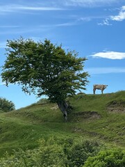 lonely cow on the hill