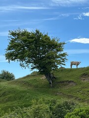 lonely cow on the hill