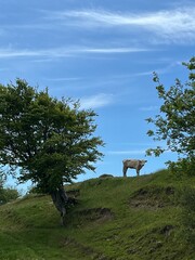 lonely cow on the hill