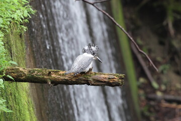 The crested kingfisher (Megaceryle lugubris pallida) is a very large kingfisher that is native to parts of southern Asia. This photo was taken in Hokkaido, Japan.