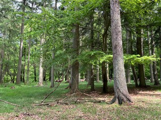 red deers in the forest