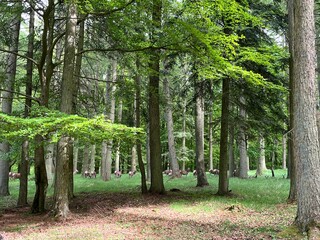 red deers in the forest
