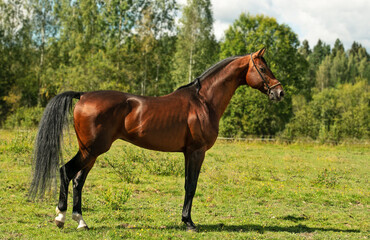 Fototapeta premium exterior of amazing sportive bay stallion posing in pasture. sunny summer morning