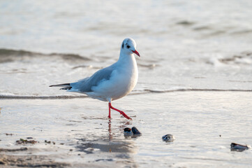 Black-headed Gull Walking at the Shoreline