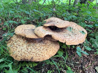 mushrooms in the forest