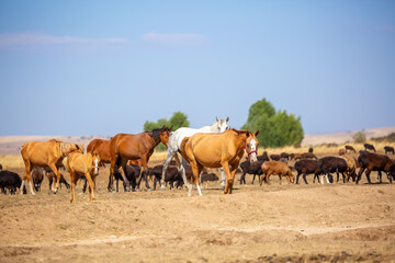 A herd of horses graze in the meadow in summer, eat grass, walk and frolic. Pregnant horses and foals, livestock breeding concept.