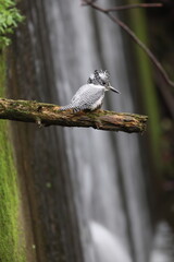 The crested kingfisher (Megaceryle lugubris pallida) is a very large kingfisher that is native to...
