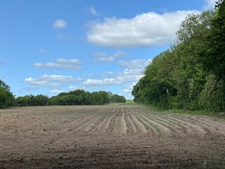 rows of potatoes in a field