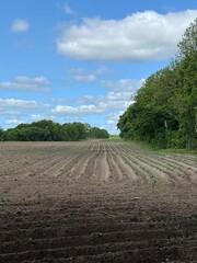 rows of potatoes in a field