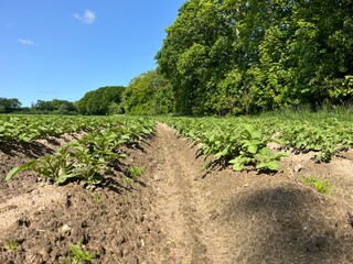 Naklejka premium rows of potatoes in a field