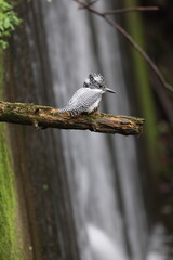 The crested kingfisher (Megaceryle lugubris pallida) is a very large kingfisher that is native to parts of southern Asia. This photo was taken in Hokkaido, Japan.