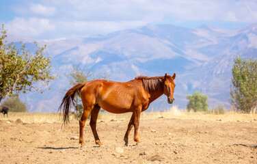 A herd of horses graze in the meadow in summer, eat grass, walk and frolic. Pregnant horses and...