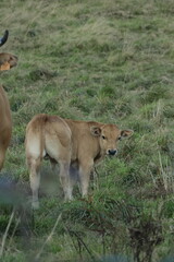lioness and calf