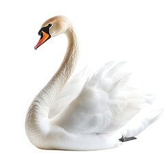 Obraz premium Graceful Swan on White Background - Professional Isolated Image for Design Projects
