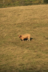 Fototapeta premium dog in the water