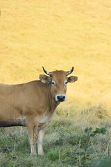 cow in the field
